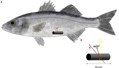 Using Telemetry Sensors Mapping the Energetic Costs in European Sea Bass (Dicentrarchus labrax), as a Tool for Welfare Remote Monitoring in Aquaculture